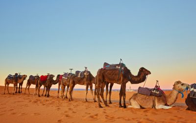 Escape to the Dunes: Best Marrakech Desert Tours for an Immersive Moroccan Getaway